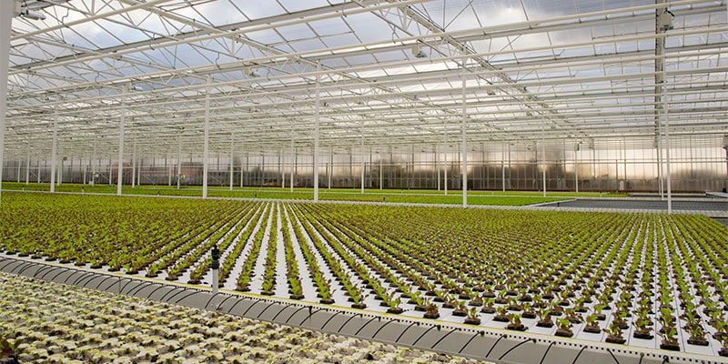 ERP-project heeft impact op alle niveaus bij Hortiplan | GMI group